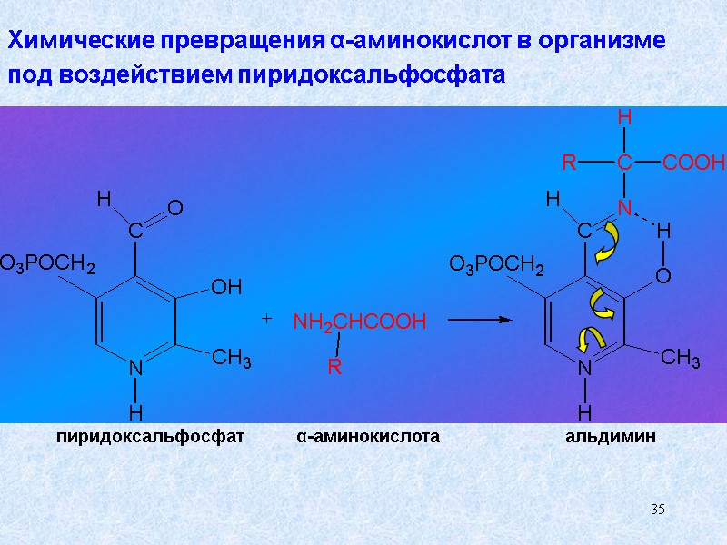 35 Химические превращения α-аминокислот в организме  под воздействием пиридоксальфосфата пиридоксальфосфат α-аминокислота альдимин